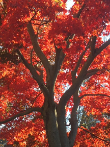 tree red leaves